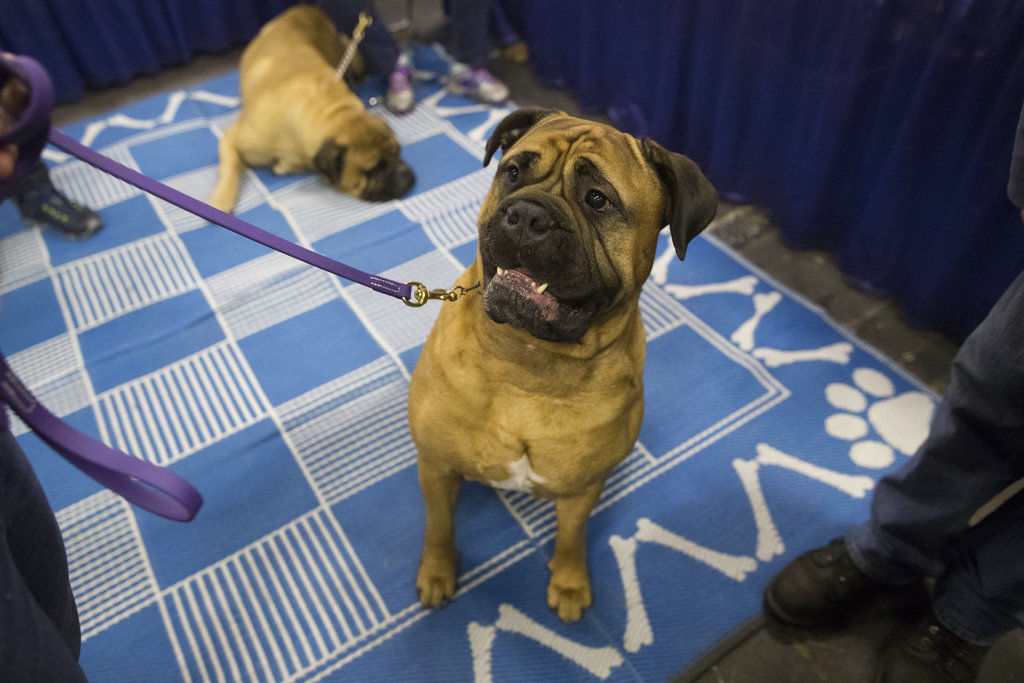 Westminster Dog Show